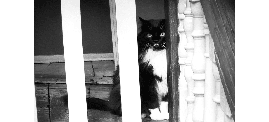 There has been a cat called Witherington here for hundreds of years