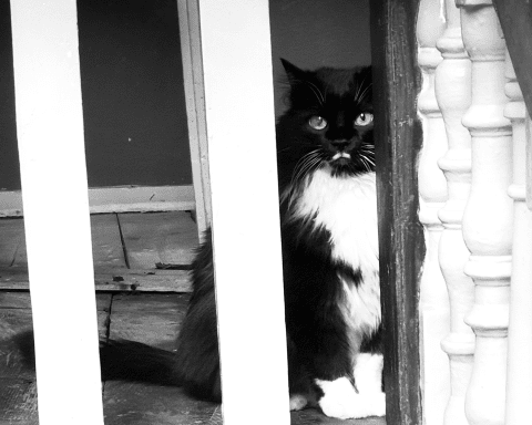 There has been a cat called Witherington here for hundreds of years
